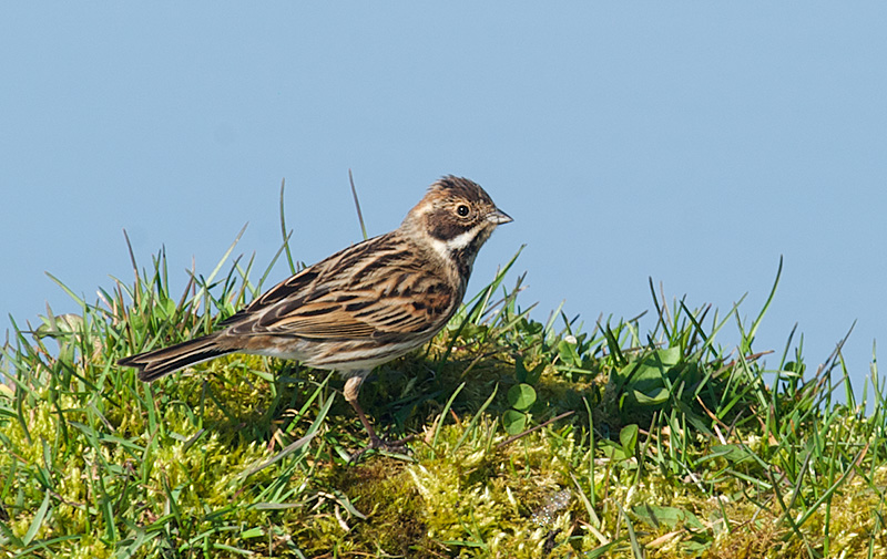 Sivspurv - Common Reed Bunting (Emberiza schoeniclus).jpg